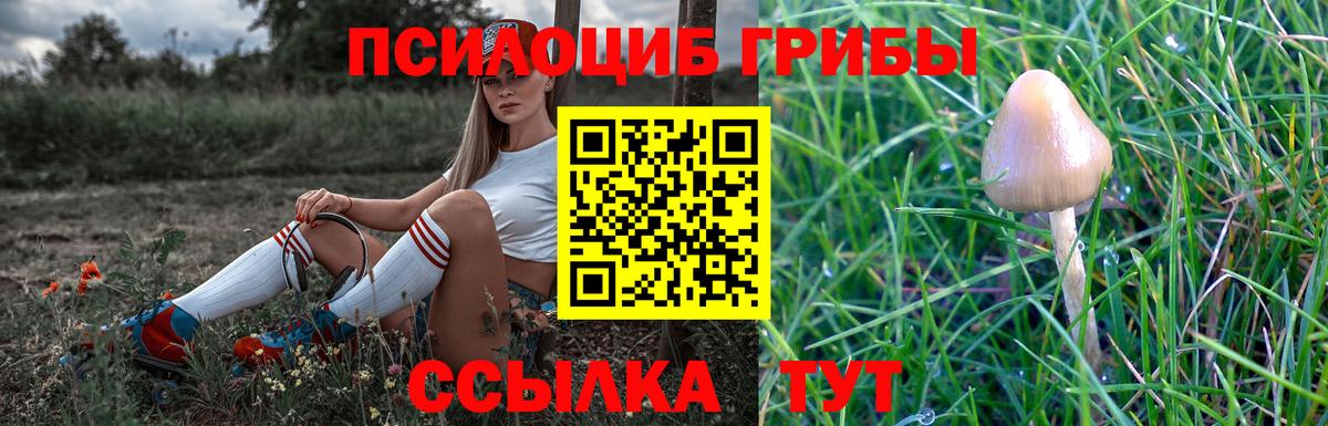 Галлюциногенные грибы Psilocybe  Новотроицк 